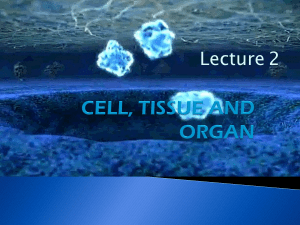 Lecture 2 cell,Tissue and Organ