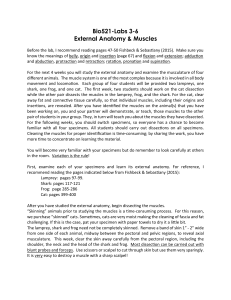 Bio Lab: External Anatomy & Muscles Dissection Guide