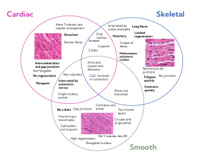 IB Biology- B3.2 Muscles