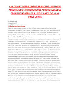 CHRONICITY OF MULTIDRUG RESISTANT LIVESTOCK ASSOCIATED STAPHYLOCOCCUS AUREUS SECLUDED FROM THE NOSTRIL OF A LIVELY CATTLE