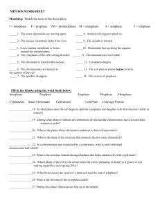 mitosis worksheet