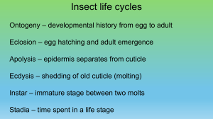 Insect Development and Life Histories