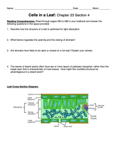 Cells in a Leaf  Chapter 23 Section 4