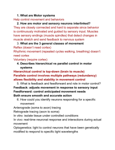 Motor Systems: Neurons, Movement, and Control