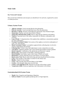 Study Guide- unit 4 physiology