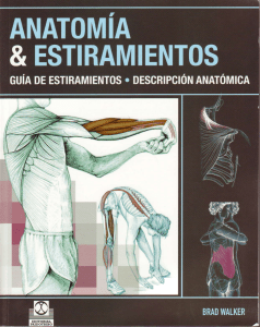 Anatomía y Estiramientos: Guía Completa