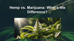 Hemp vs. Marijuana: Key Differences Explained