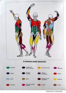 Human Muscle Groups Diagram