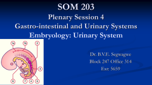 Embryology of the Urinary system