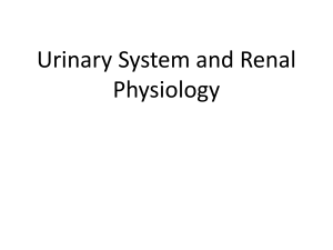 Lecture 17- Urinary System and Renal Physiology--Begin New Material for Lecture Exam #4 (Lecture Final) (4)