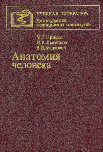 Привес. Анатомия человека