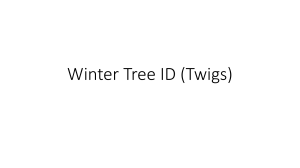 Winter Tree ID