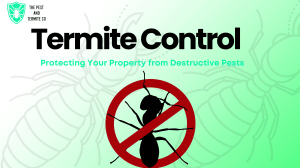 Expert Termite Control Services in Gold Coast