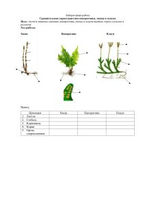 Изучение внешнего строения хвоща, плауна, папоротника