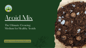 Aroid Mix: The Ultimate Growing Medium for Healthy Aroids