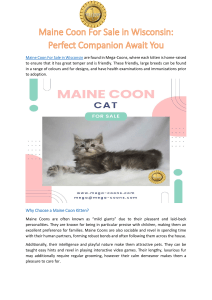 Maine Coon For Sale in Wisconsin- Perfect Companion Await You