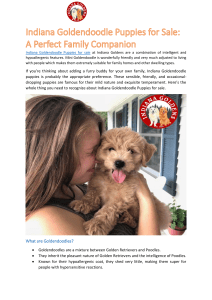 Indiana Goldendoodle Puppies for Sale- A Perfect Family Companion