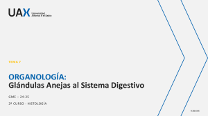 Glándulas Anejas al Sistema Digestivo: Organología