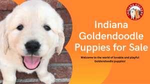 Indiana Goldendoodle Puppies for sale-hypoallergenic Mini Goldendoodle