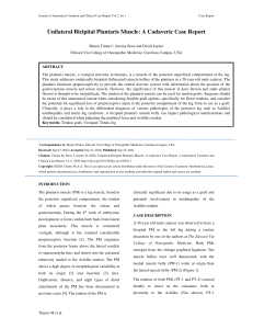 Unilateral-Bicipital-Plantaris-Muscle-A-Cadaveric-Case-Report