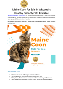 Maine Coon For Sale in Wisconsin- Healthy, Friendly Cats Available