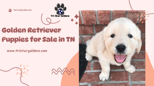 Golden Retriever Puppies for Sale in TN