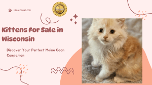 Kittens For Sale in Wisconsin-Lovable Gentle Giants Await