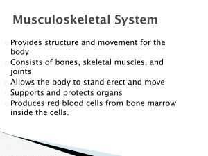 musculoskeletal system