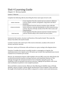 Nervous System Learning Guide: Neurons, Transmission, Reflexes