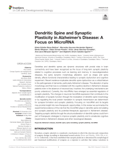 Dendritic Spine & Synaptic Plasticity in Alzheimer's: MicroRNA Focus