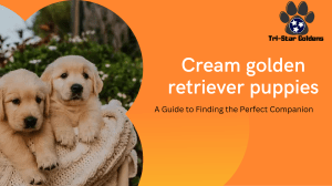 Cream Golden Retriever Puppies Guide