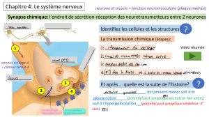 chapitre 4 systeme nerveux partie II