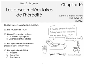 101-NYA-05 chapitre 10 Bases moleculaires de lheredite A22