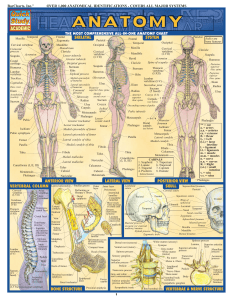 BarCharts-QuickStudy-Anatomy-Vol-1-compressed-1