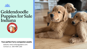 Goldendoodle Puppies for Sale in Indiana