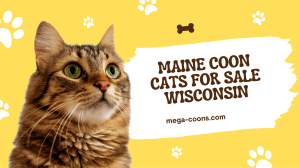 Maine Coon Cats for Sale in Wisconsin