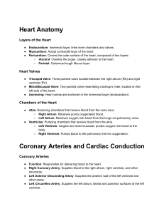 Heart Anatomy & Cardiovascular Diseases Overview