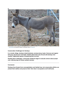 Donkey Conservation Challenges & Community Efforts