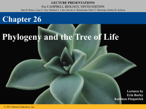 Phylogeny & Tree of Life Lecture Presentation