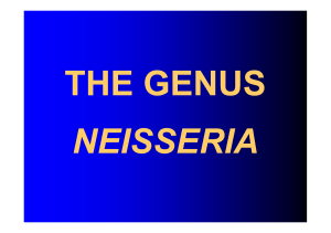 Neisseria Genus: Characteristics, Diseases, and Treatment