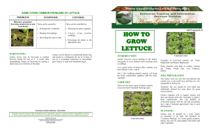 How to Grow Lettuce: A Home Gardening Guide