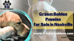 Cream Golden Puppies for Sale in Nashville