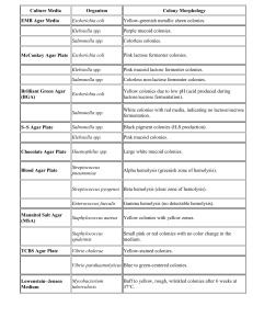 Bacterial Colony Morphology on Culture Media