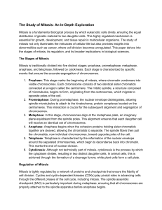 Mitosis: An In-Depth Exploration