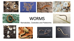 Worms: Nematodes, Cestodes, and Flatworms