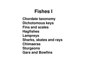 Fish Taxonomy & Classification Presentation