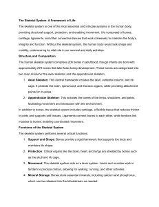 Skeletal System Overview