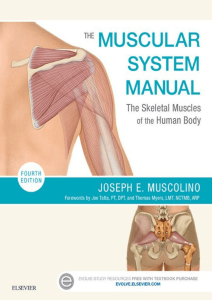 Muscular System Manual: Skeletal Muscles of the Human Body