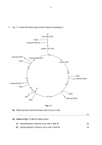 Krebs Cycle Exam Question