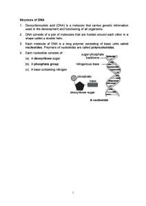 DNA Structure: Textbook Excerpt